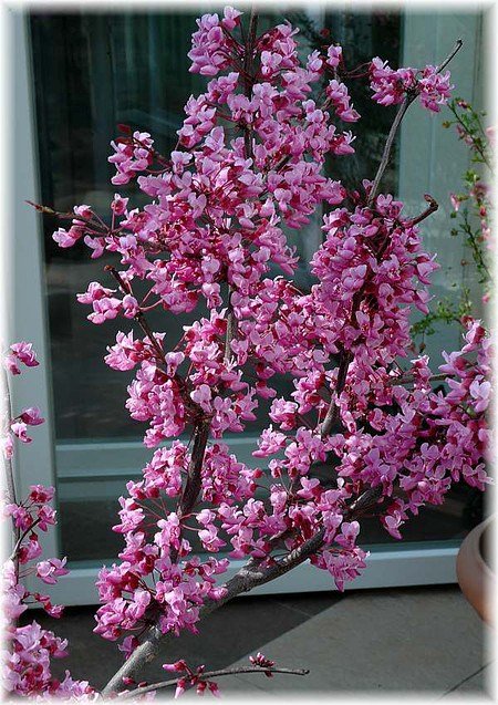 Roter Judasbaum Cercis canadensis ´Forest Pansy`
