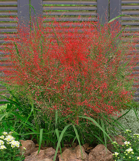 Rotes Liebesgras, 3 Pflanzen