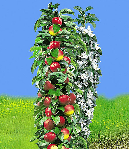 Säulen-Apfel "Red River®",1 Pflanze