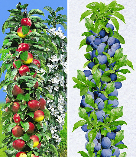 Säulen-Obst-Kollektion Apfel & Zwetschge,2 Pflanzen