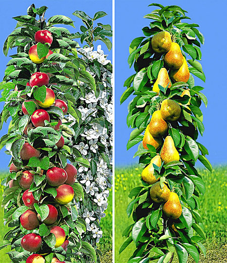 Säulen-Obst Kollektion Birne & Apfel,2 Pflanzen