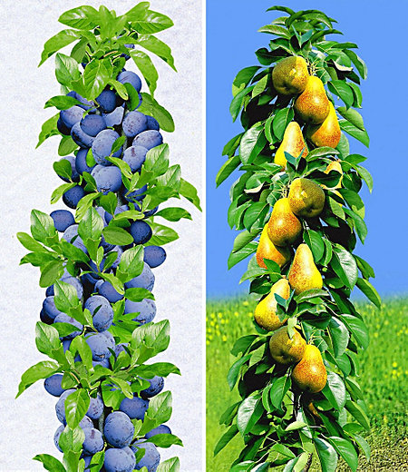 Säulen-Obst-Kollektion Birne & Zwetschge,2 Pflanzen