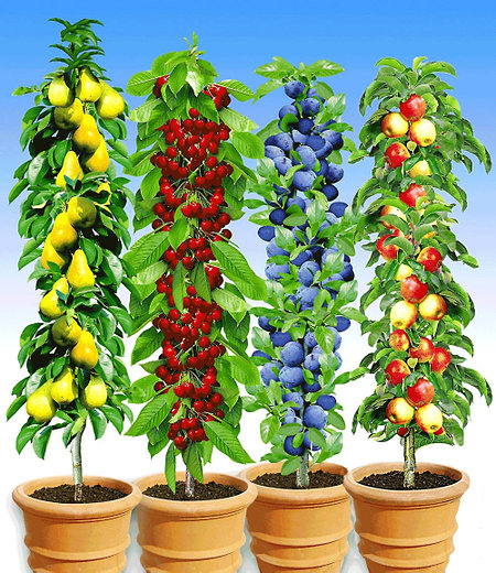 Säulen-Obst-Kollektion,4 Pflanzen