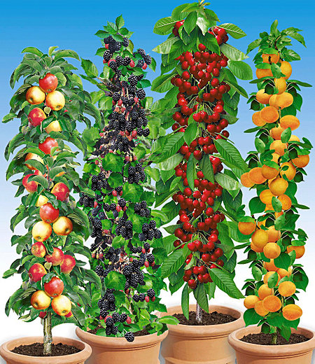 Säulen-Obst-Raritäten-Kollektion,4 Pflanzen