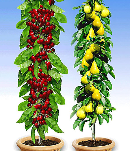 Säulenobst-Duo "Birne & Kirsche",2 Pflanzen
