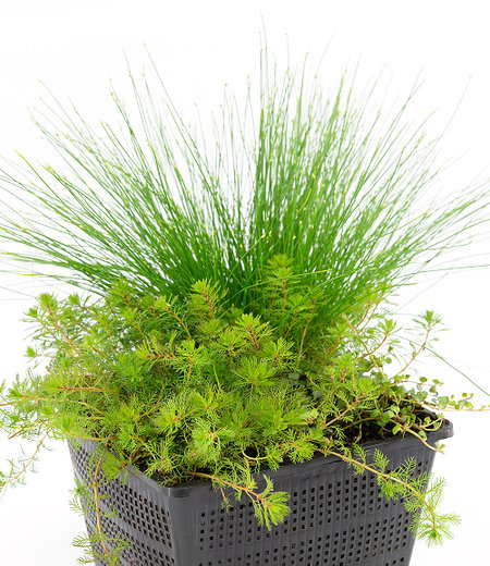 Sauerstoff-Teichpflanzen im Korb,1 Set