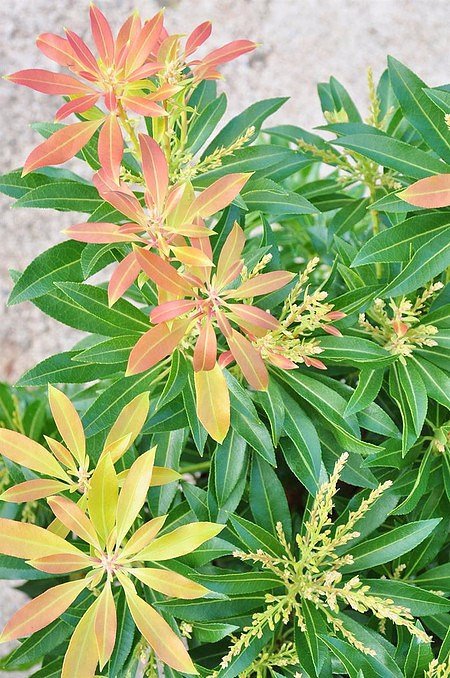 Schattenglöckchen (Forest Flame) - Pieris japonica Forest Flame