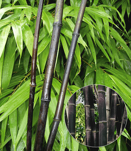 Schwarzer Bambus "Black Pearl", 1 Pflanze