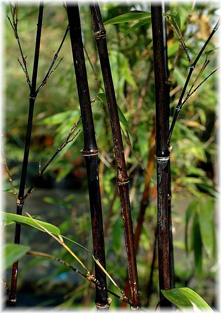 Schwarzer Bambus Phyllostachys nigra