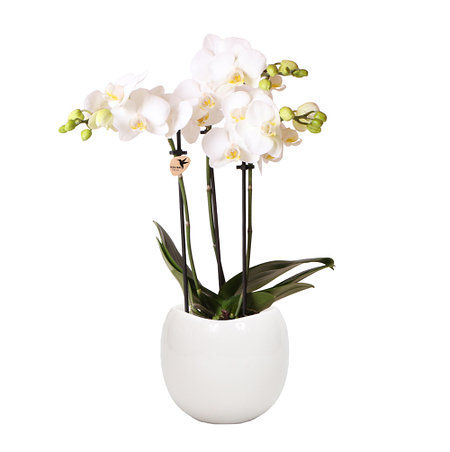 Sense of Home Zimmerpflanzen-Set "Premium Orchid"