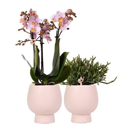Sense of Home Zimmerpflanzen-Set "Scandic Orchid"