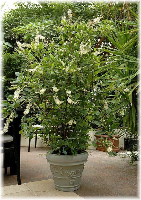 Silberkerzenstrauch Scheineller - Clethra alnifolia