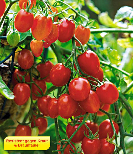 Snack-Tomate Romello F1 2 Pflanzen Kirschtomaten