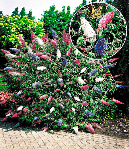 Sommer-Flieder "Papillion Tricolor",1 Pflanze