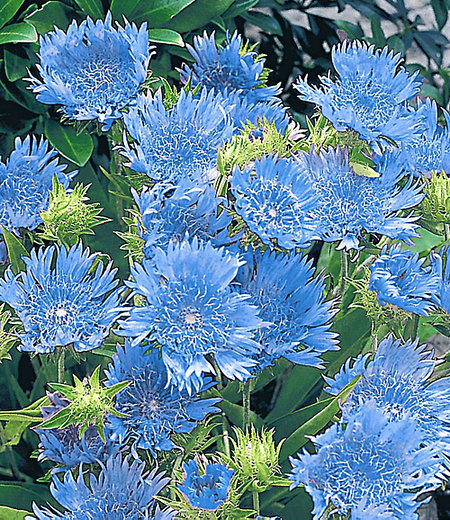 Stokesia "Blue Danube",2 Pflanzen