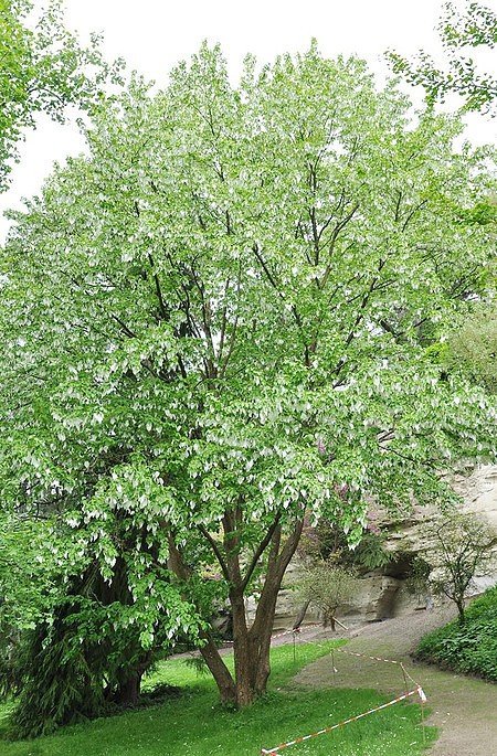 Taschentuchbaum (Taubenbaum) - Davidia involucrata