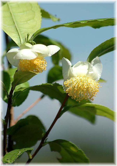 Teestrauch Camellia sinensis