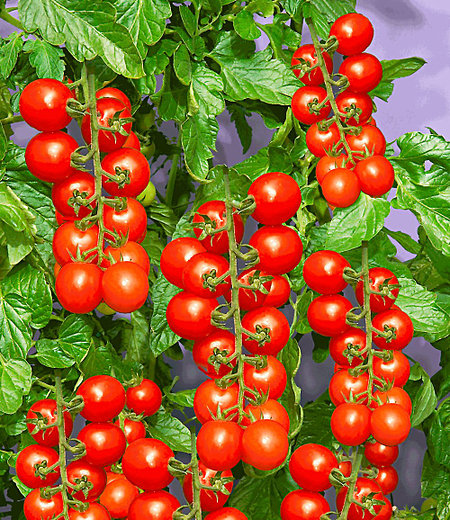 TOMACCIO®-Tomate,2 Pflanzen Tomatenpflanze getrocknet Trockentomaten
