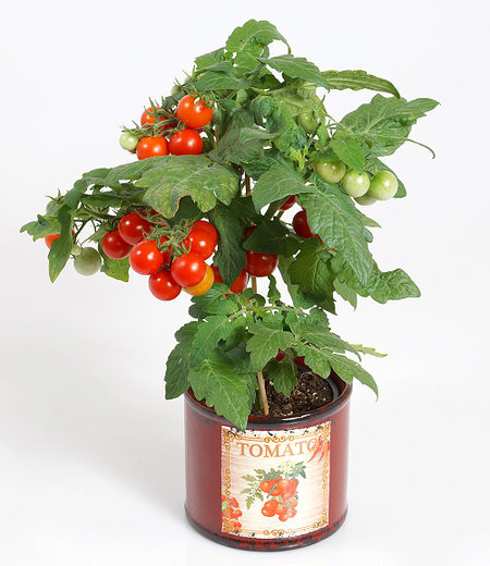 Tomatenpflanze mit Früchten 'Snack Direkt®',1 Pflanze