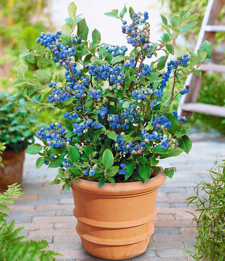Topf-Heidelbeere "Blue Parfait",1 Pflanze