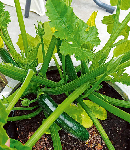 Topf-Zucchini "Easy Pick Green®" F1,2 Pflanzen