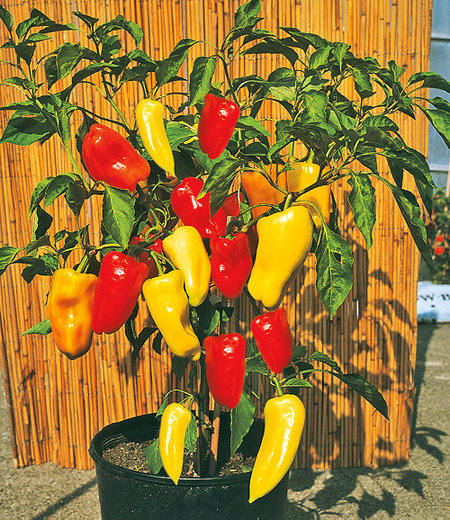 Ungarischer Paprika "Gypsy" F1,2 Pflanzen Paprikapflanzen