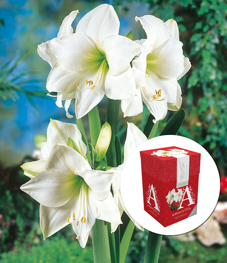 Ungefüllte Amaryllis "Weiße Intokazi" mit Geschenkbox,1 Zwiebel