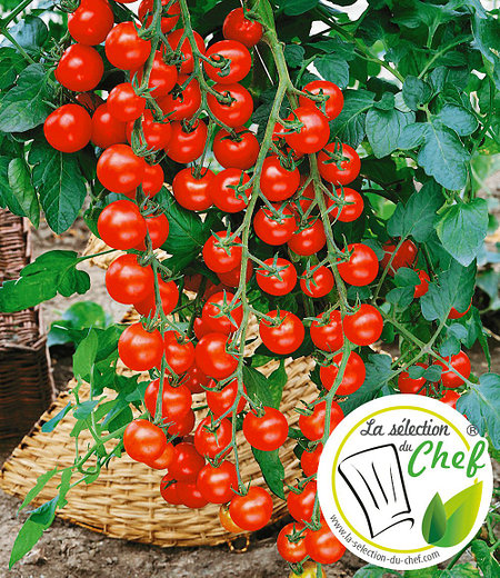 Veredelte Kirschtomate "Pepe"F1,2 Pflanzen Tomatenpflanze Snacktomate