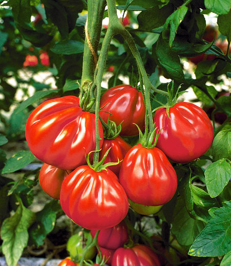 Veredelte Ochsenherz-Tomaten "Aurea" F1 2 Pflanzen