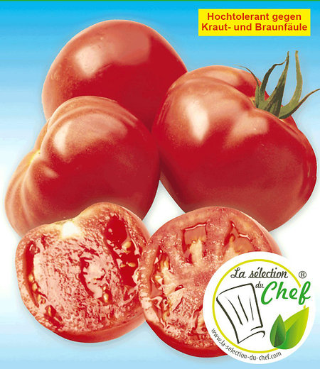 Veredelte Stab-Tomate "Maestria" F1,2 Pflanzen Tomatenpflanze