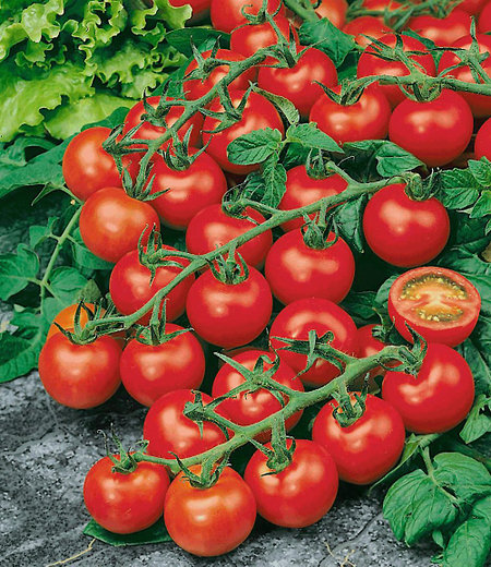 Veredelte Strauch-Tomate "Sparta" F1,2 Pflanzen Tomatenpflanze