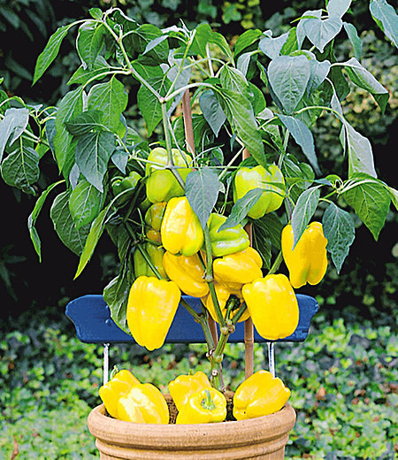 Veredelter Gelber Snack-Paprika,1 Pflanze Capsicum annum