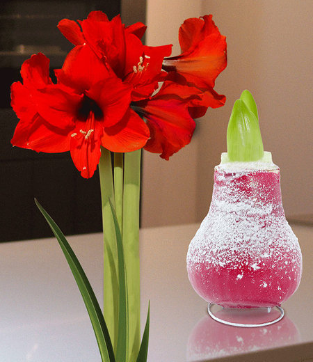 Wachs-Amaryllis "Touch of Snow" Rot,1 Zwiebel
