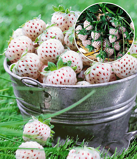 Weiße Ananas-Erdbeere "Natural White",3 Pfl. & 1 Pfl. Senga Sengana