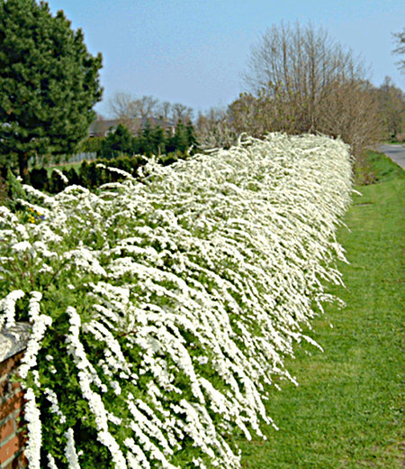 Weiße Rispen-Spiere "Grefsheim",1 Pflanze