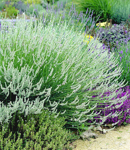 Weißer Lavendel,3 Pflanzen