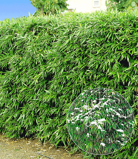 Winterharte Bambus-Hecke im 2-Liter Container,10 Pflanzen
