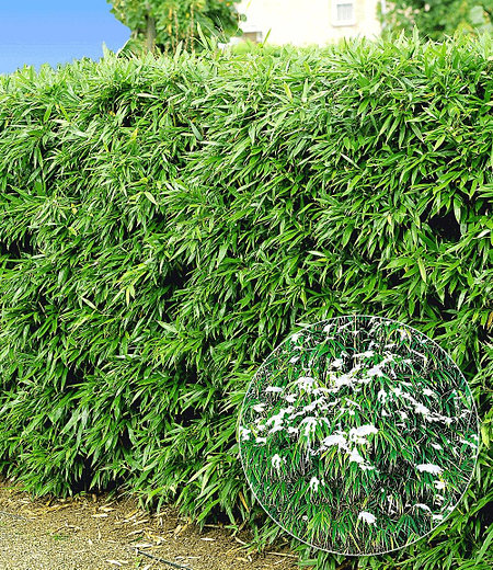 Winterharte Bambus-Hecke,10 Pflanzen