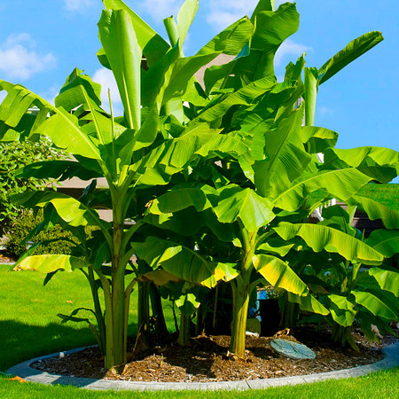 Winterharte Banane "grün", 1 Pflanze