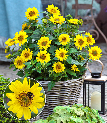 Winterharte Sonnenblume "SunCatcher®",1 Pflanze