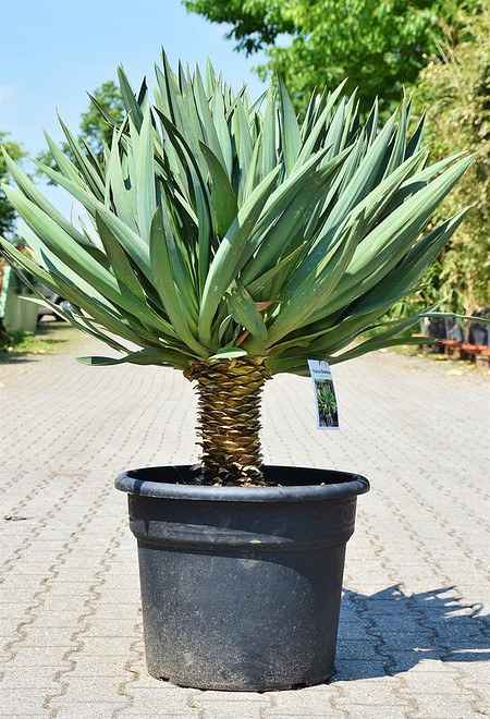 Yucca gloriosa (Kerzen-Palmlilie) - Yucca gloriosa