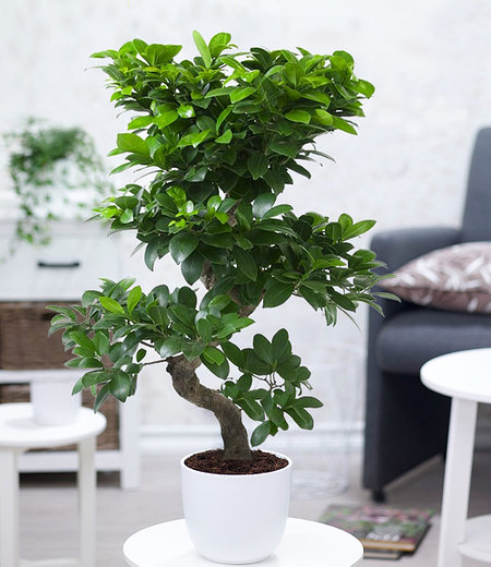 Zimmerbonsai Ficus "Ginseng"ca 40 cm hoch,1 Pflanze