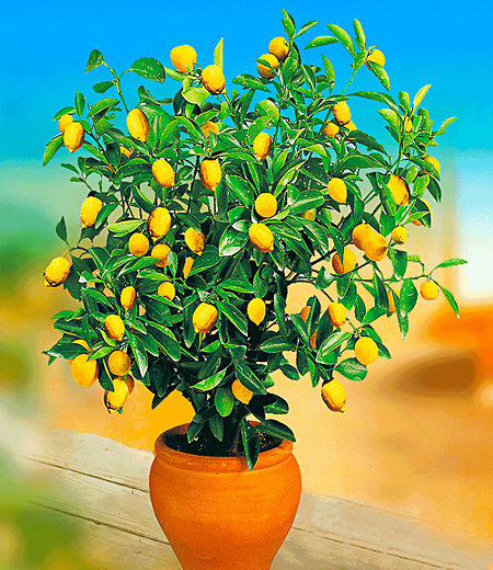 Zitronen-Bäumchen,1 Pflanze