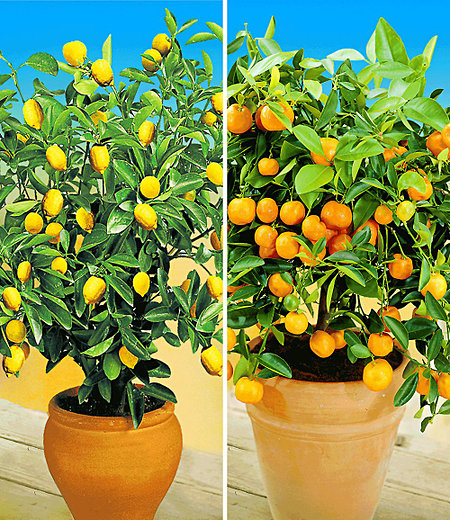 Zitronen- & Orangenbaum,2 Pflanzen