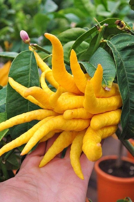 Zitronenbaum (Buddhas Hand) - Citrus medica Digitata