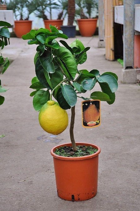 Zitronenbaum (Kaiserzitrone, Riesenzitrone) - Citrus limon Lipo