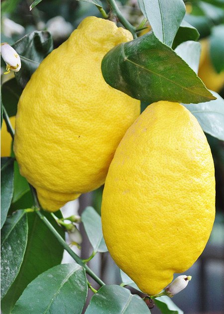 Zitronenbaum (Limon) - Citrus limon