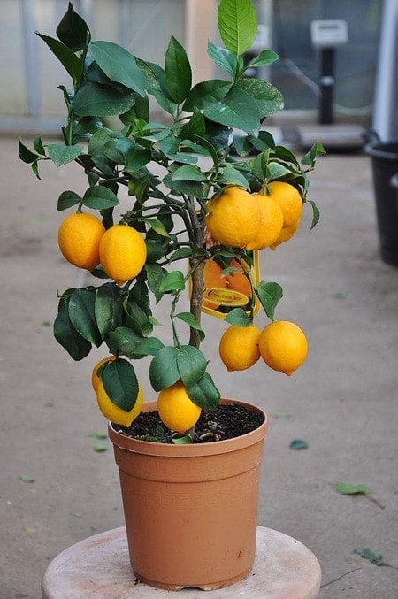 Zitronenbaum (Meyers Zitrone) - Citrus meyeri