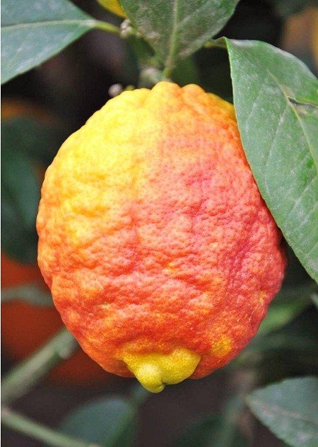 Zitronenbaum (Rote Zitrone) Rosso - Citrus limon Rosso