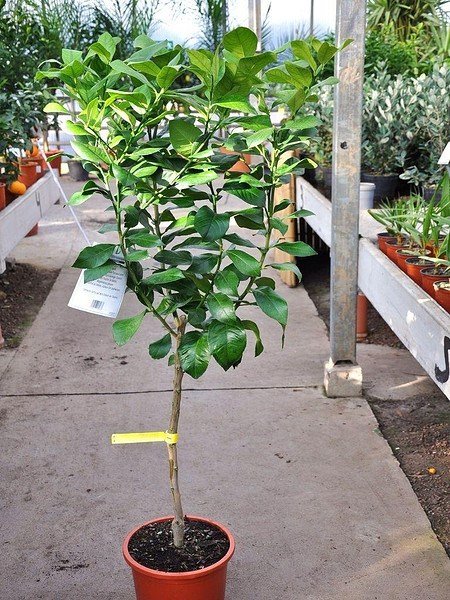 Zitronenbaum (Verna) - Citrus limon Verna